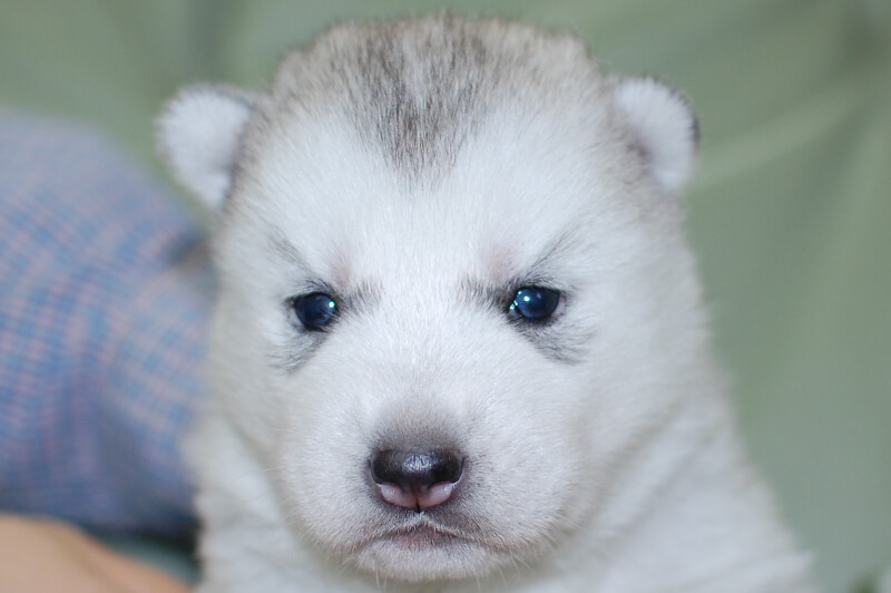 シベリアンハスキーの子犬の写真201901173 2月7日現在