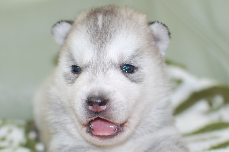 シベリアンハスキーの子犬の写真201901174 2月7日現在