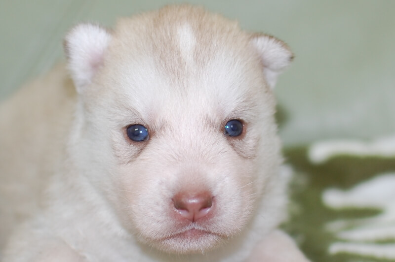 シベリアンハスキーの子犬の写真201901175 2月7日現在