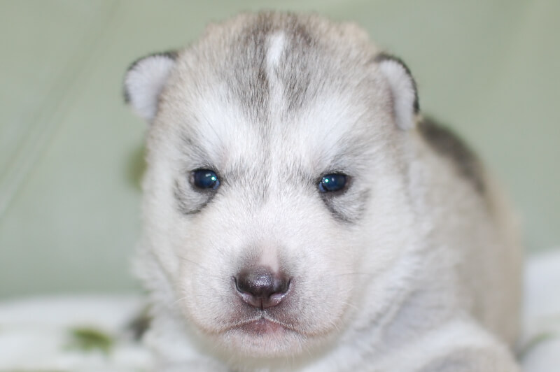 シベリアンハスキーの子犬の写真201901171 2月7日現在
