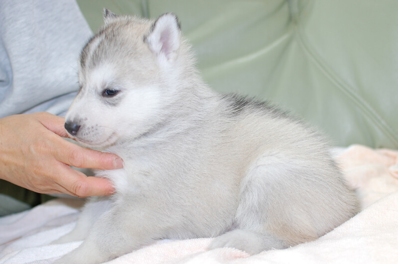 シベリアンハスキーの子犬の写真201901171-2 2月19日現在