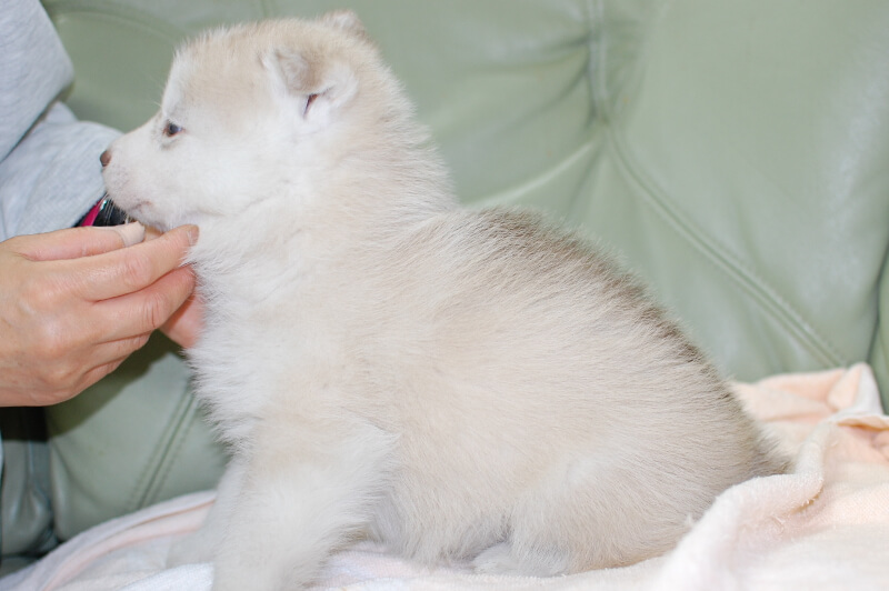 シベリアンハスキーの子犬の写真201901172-2 2月19日現在