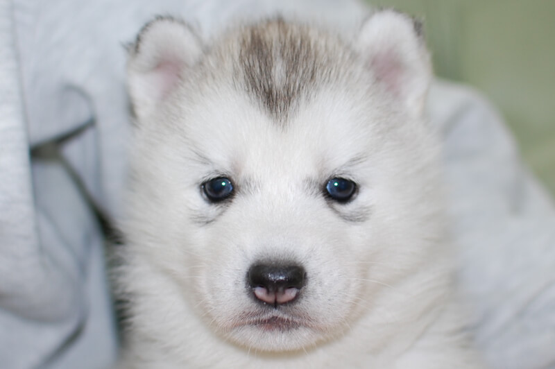 シベリアンハスキーの子犬の写真201901173 2月19日現在