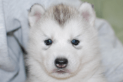 シベリアンハスキーの子犬201901173