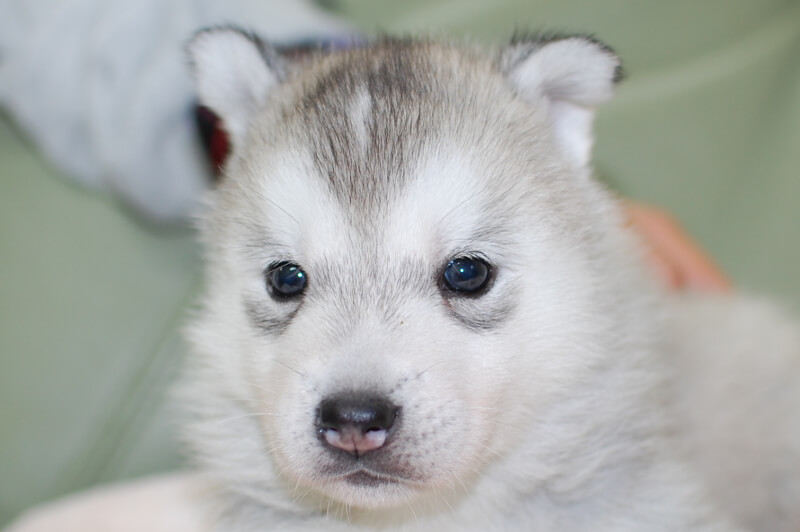 シベリアンハスキーの子犬の写真201901174 2月19日現在