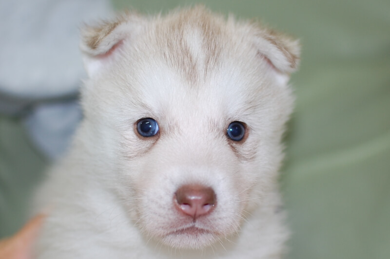 シベリアンハスキーの子犬の写真201901175 2月19日現在