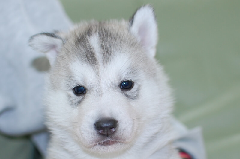 シベリアンハスキーの子犬の写真201901171 2月19日現在