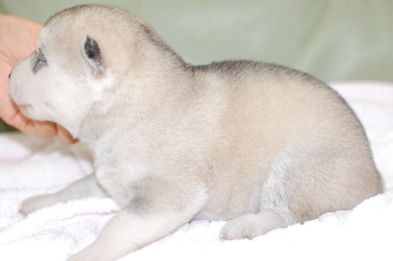 シベリアンハスキーの子犬の写真201906173-2 7月1日現在