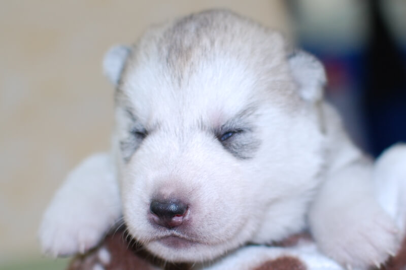 シベリアンハスキーの子犬の写真201906174 7月1日現在