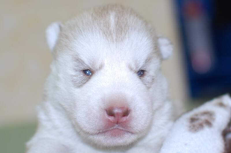 シベリアンハスキーの子犬の写真201906175 7月1日現在
