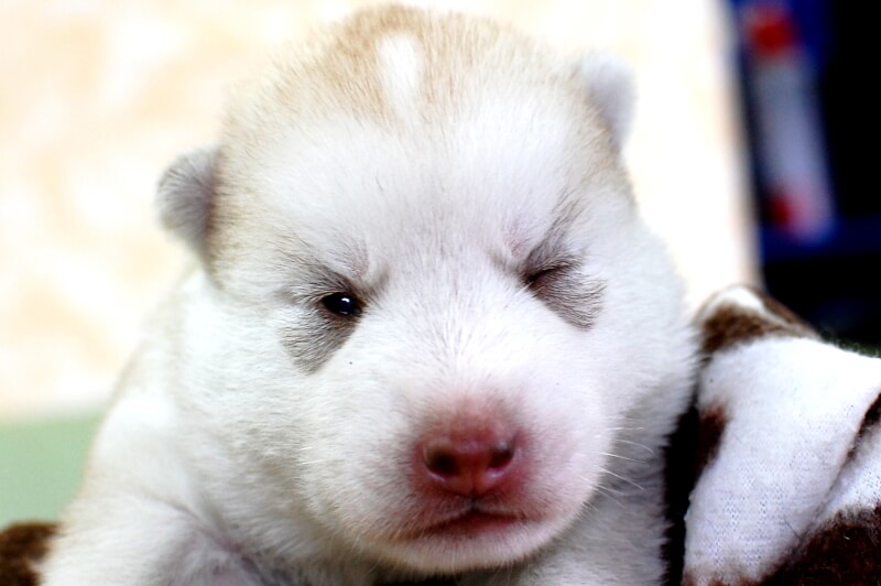 シベリアンハスキーの子犬の写真201906171 7月1日現在
