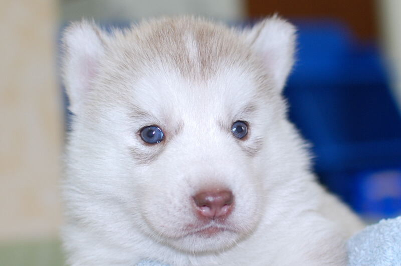 シベリアンハスキーの子犬の写真201906175 7月14日現在
