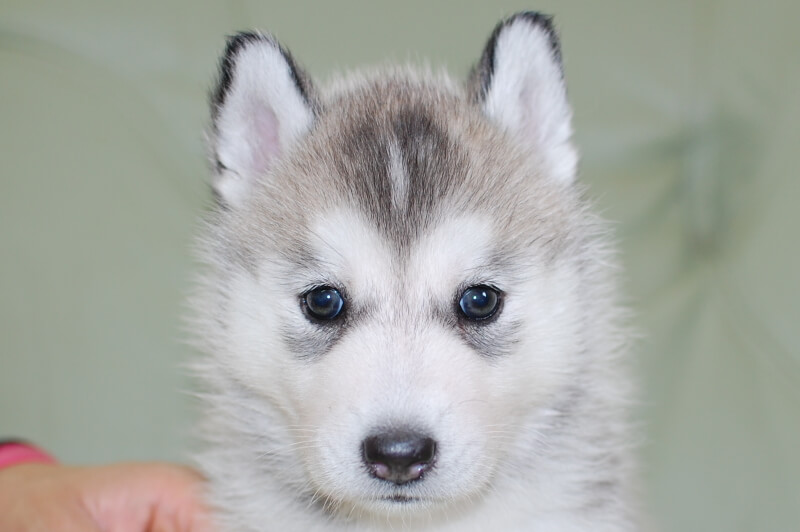 シベリアンハスキーの子犬の写真201906172 7月23日現在