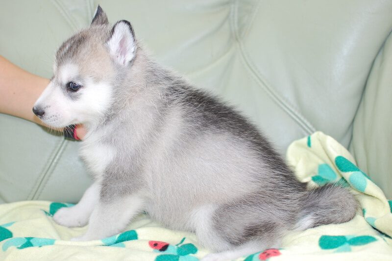 シベリアンハスキーの子犬の写真201906172-2 7月23日現在