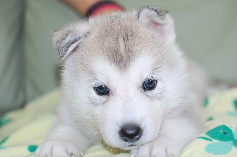 シベリアンハスキーの子犬の写真201906173 7月23日現在