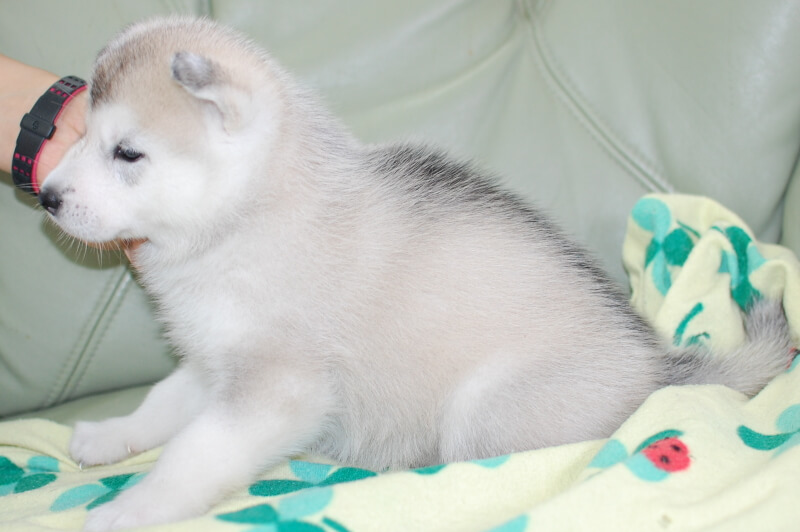 シベリアンハスキーの子犬の写真201906173-2 7月23日現在