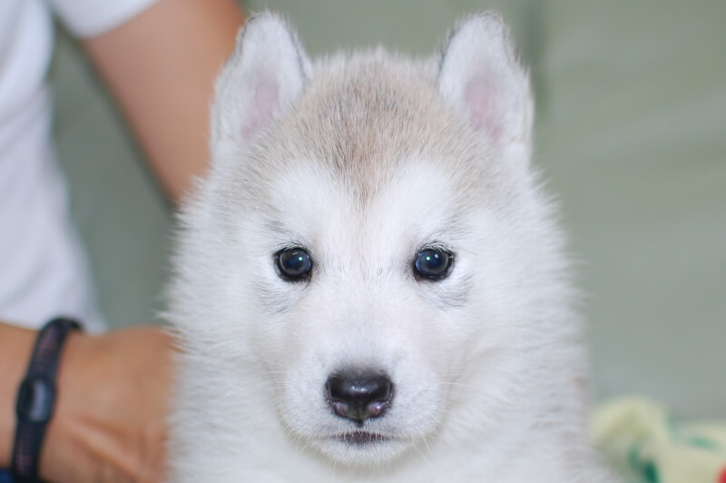 シベリアンハスキーの子犬の写真201906174 7月23日現在