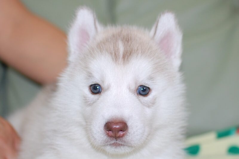 シベリアンハスキーの子犬の写真201906175 7月23日現在