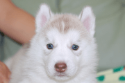シベリアンハスキーの子犬201901175
