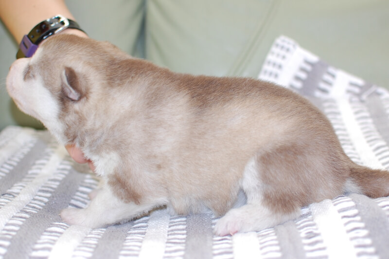 シベリアンハスキーの子犬の写真202001305-2 2月12日現在