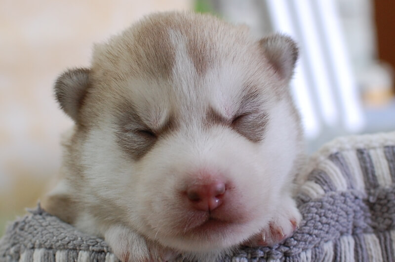 シベリアンハスキーの子犬の写真202001306 2月12日現在