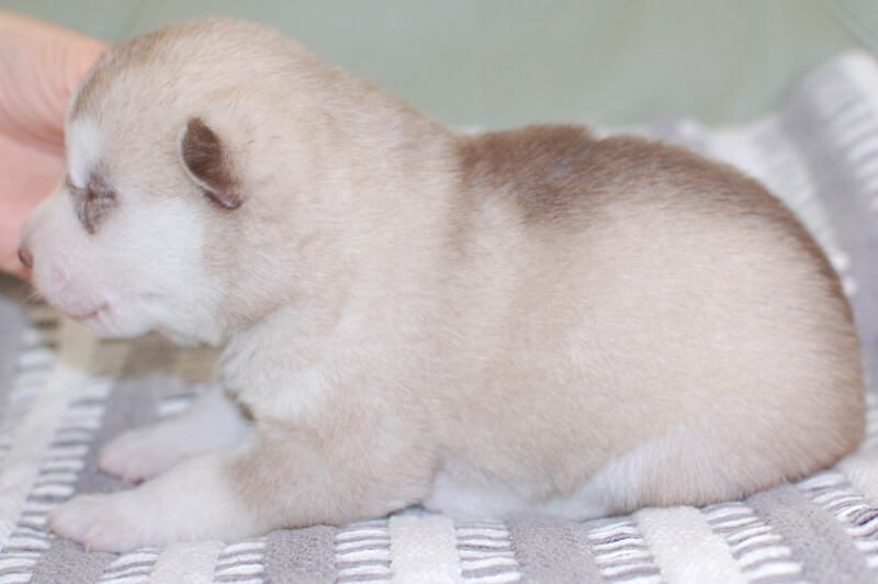 シベリアンハスキーの子犬の写真202001306-2 2月12日現在