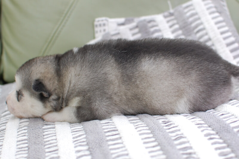 シベリアンハスキーの子犬の写真202001301-2 2月12日現在