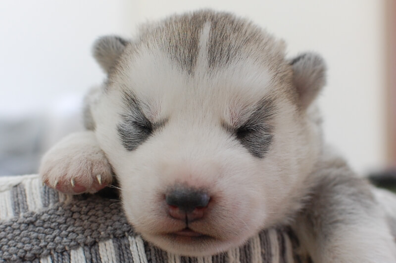 シベリアンハスキーの子犬の写真202001302 2月12日現在
