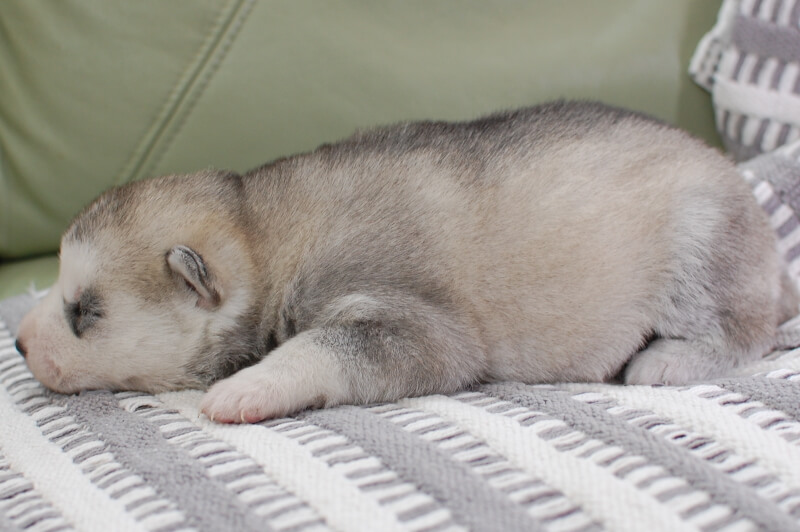 シベリアンハスキーの子犬の写真202001302-2 2月12日現在