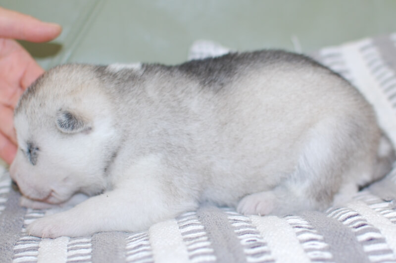 シベリアンハスキーの子犬の写真202001304-2 2月12日現在