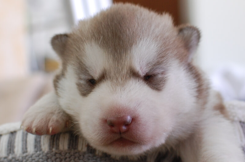 シベリアンハスキーの子犬の写真202001305 2月12日現在