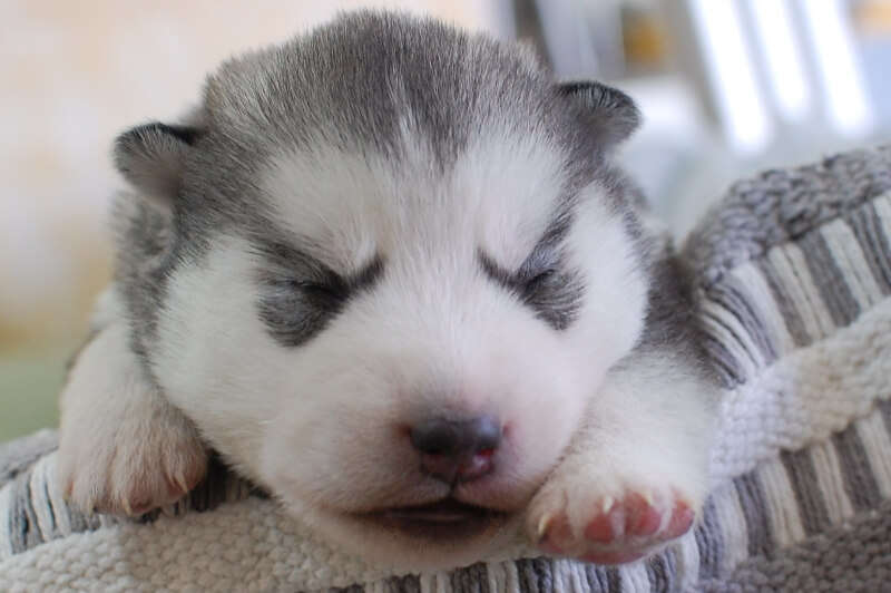 シベリアンハスキーの子犬の写真202001301 2月12日現在
