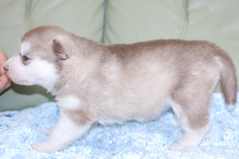 シベリアンハスキーの子犬の写真202001305-2 2月19日現在