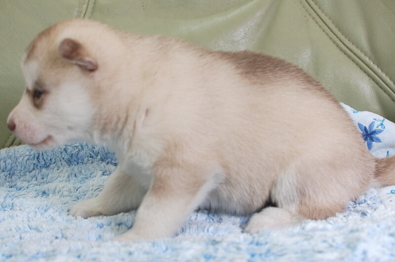 シベリアンハスキーの子犬の写真202001306-2 2月19日現在