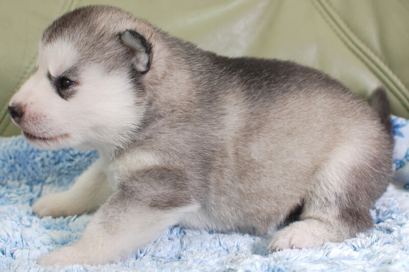 シベリアンハスキーの子犬の写真202001301-2 2月19日現在