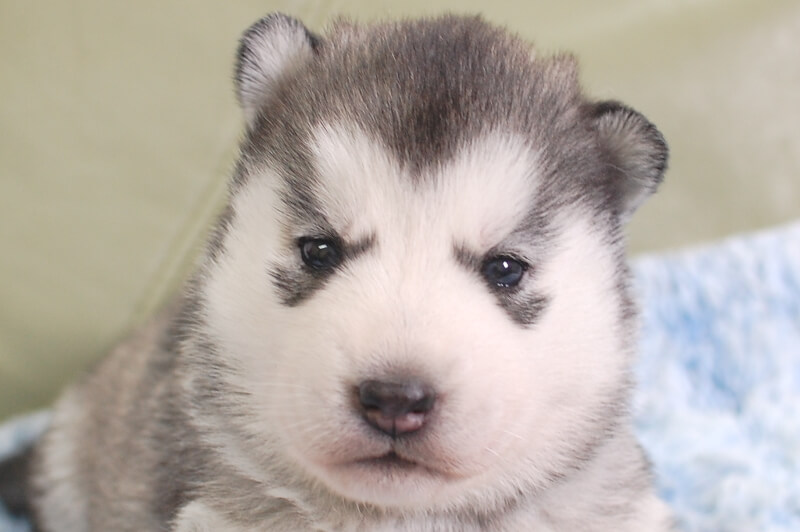 シベリアンハスキーの子犬の写真202001303 2月19日現在