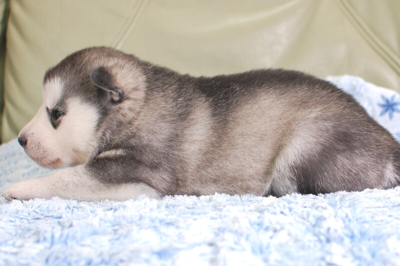 シベリアンハスキーの子犬の写真202001303-2 2月19日現在
