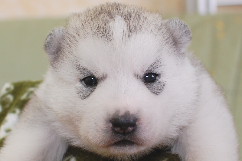シベリアンハスキーの子犬の写真202001304 2月19日現在