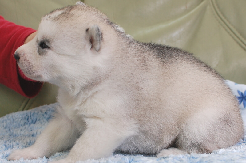 シベリアンハスキーの子犬の写真202001304-2 2月19日現在
