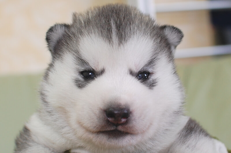 シベリアンハスキーの子犬の写真202001301 2月19日現在