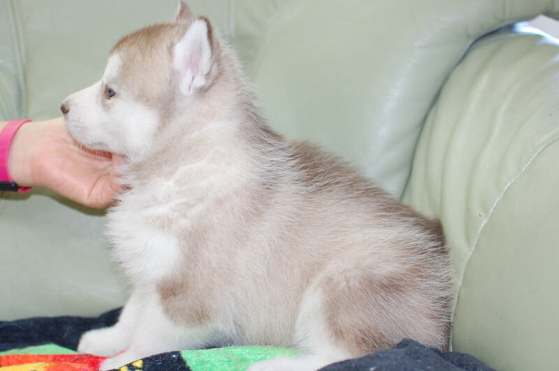 シベリアンハスキーの子犬の写真202001305-2 3月6日現在