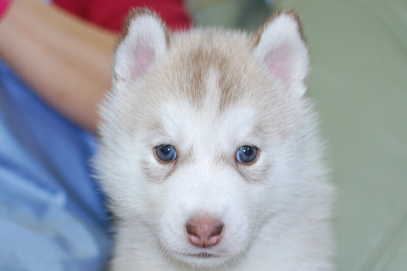 シベリアンハスキーの子犬の写真202001306 3月6日現在