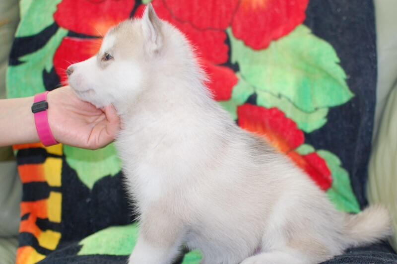 シベリアンハスキーの子犬の写真202001306-2 3月6日現在