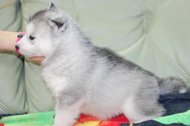 シベリアンハスキーの子犬の写真202001301-2 3月6日現在