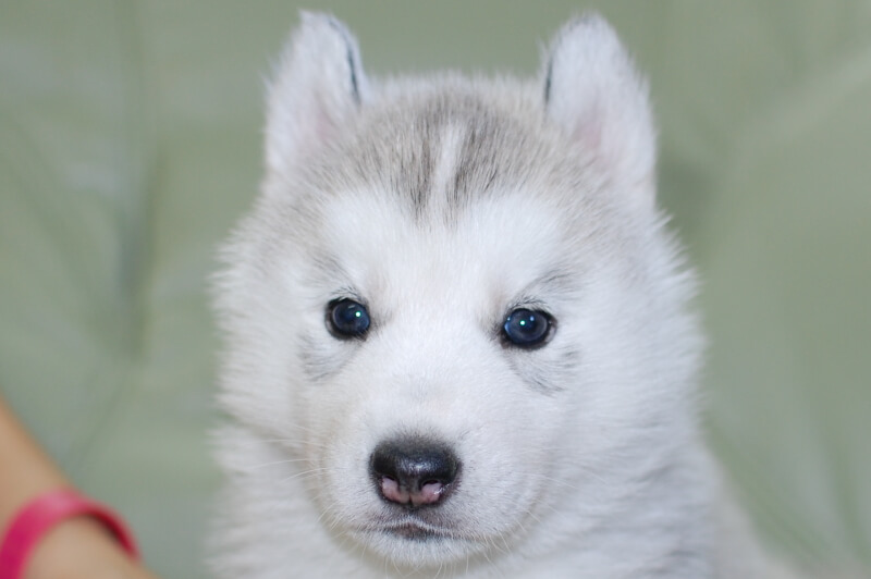 シベリアンハスキーの子犬の写真202001302 3月6日現在