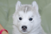シベリアンハスキーの子犬202001302