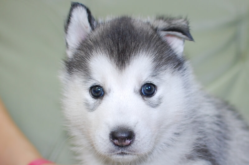 シベリアンハスキーの子犬の写真202001303 3月6日現在