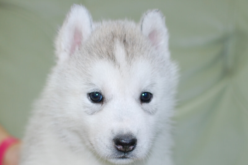 シベリアンハスキーの子犬の写真202001304 3月6日現在
