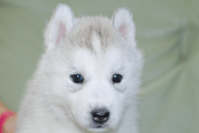 シベリアンハスキーの子犬202001304