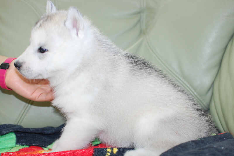 シベリアンハスキーの子犬の写真202001304-2 3月6日現在
